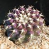 Discocactus_hartmannii_ssp_magnimammus